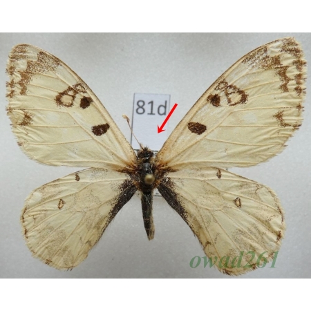 Hypermnestra helios Nickerl, 1846 Uzbekistan81d